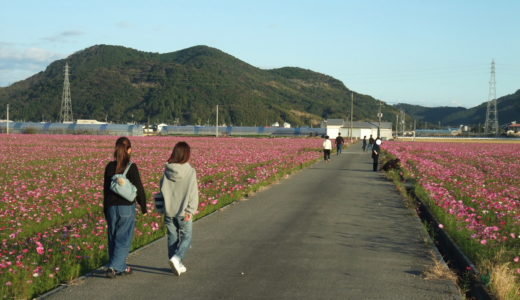 2018  高知市高須のコスモス　今年も綺麗に咲いています