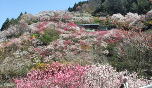 2019 　高知の花見スポット～あちこち高知の桜・花桃～（その２）国道３３号線を西へ