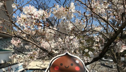 桜が見頃です(≧▽≦)